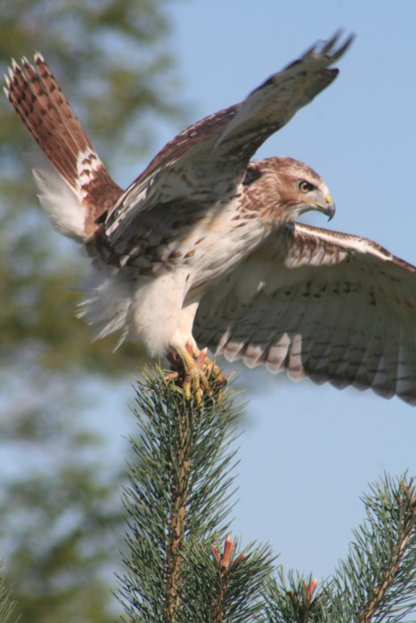 Red-tailed Hawk