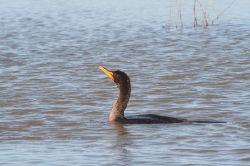 Double-crested Cormorant