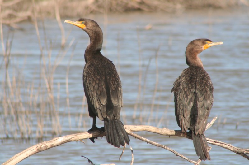 Double-crested Cormorants