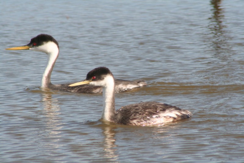 Western Grebes