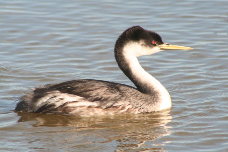 Western Grebe