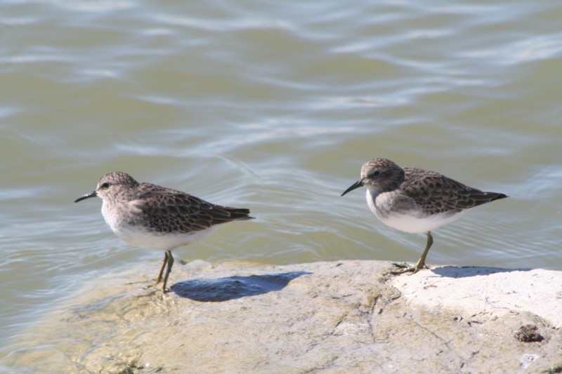 Least Sandpipers