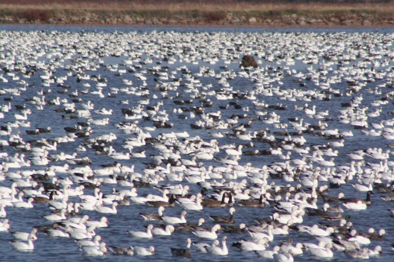 Snow geese