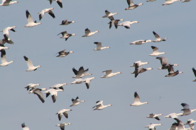 Snow geese