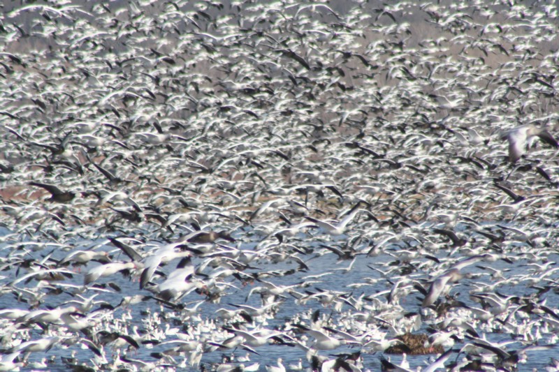 Snow geese
