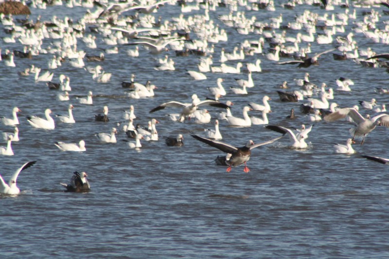 Snow geese