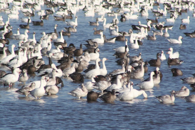Greater white-fronted geese & Snow geese