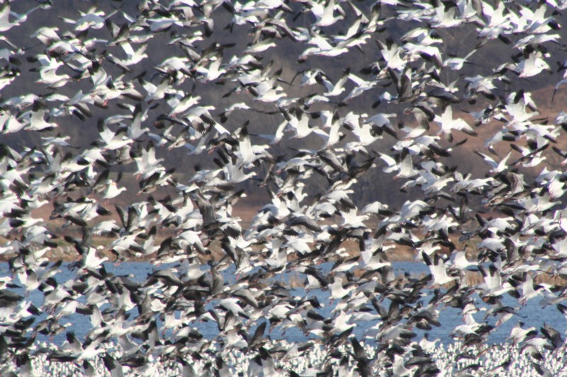 Snow geese