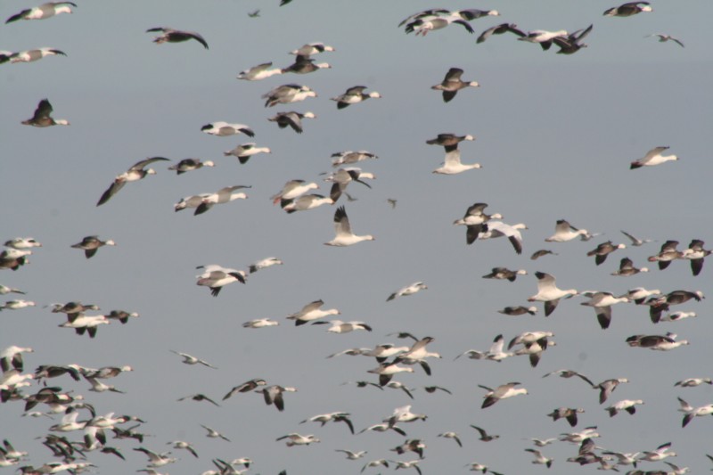 Snow geese
