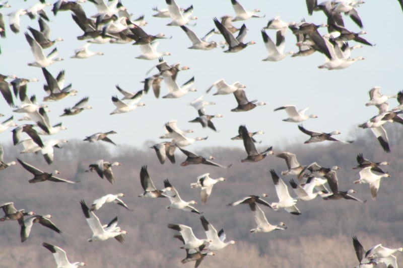 Snow geese