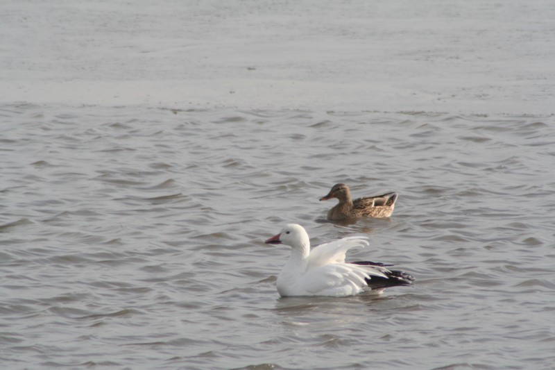 Snow goose And Mrs. Mallard