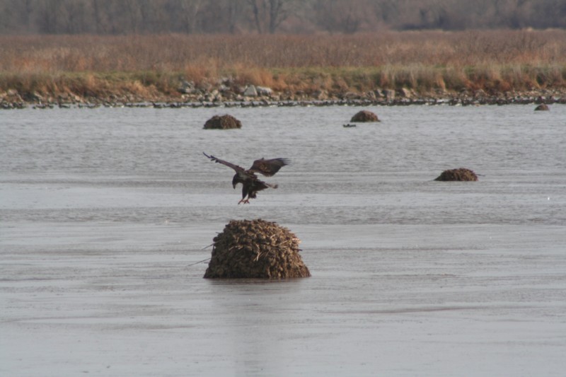 Bald Eagle