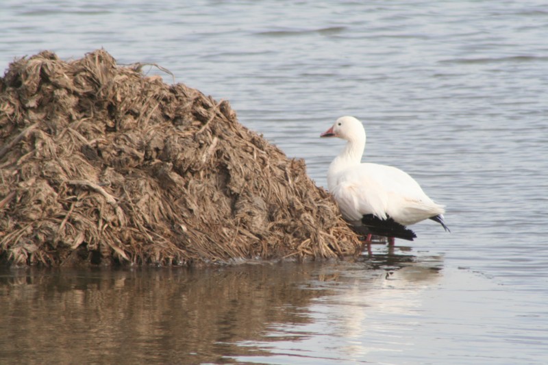 Snow goose