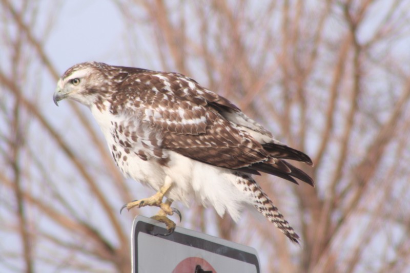 Red-tailed Hawk