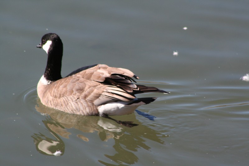 Cackling goose