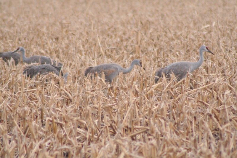 Sandhill Cranes<br>Central Nebraska<br>March, 2008