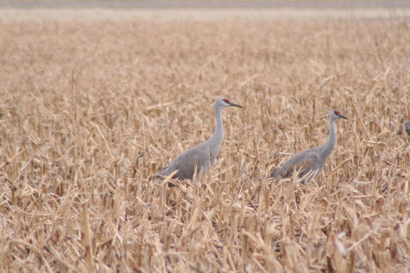 Sandhill Cranes<br>Central Nebraska<br>March, 2008