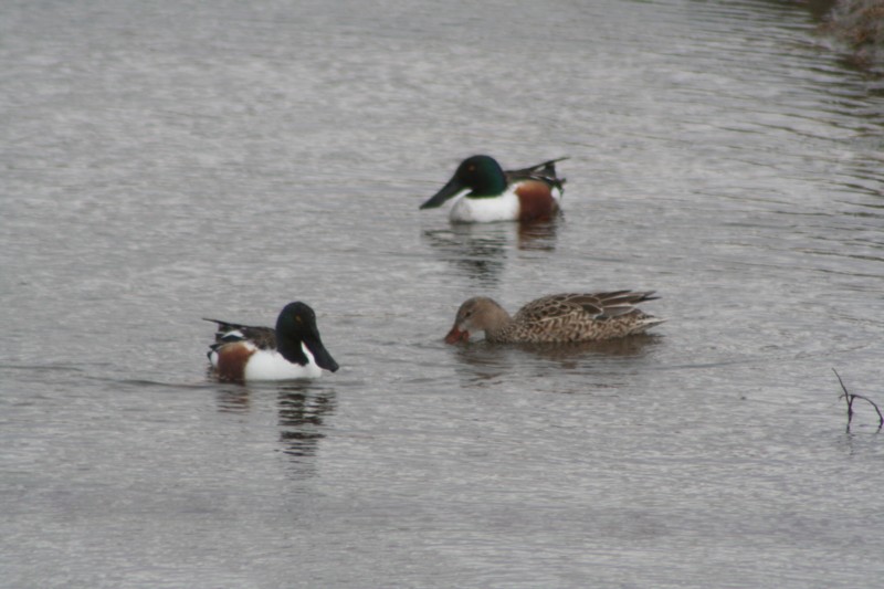 Northern Shovelers
