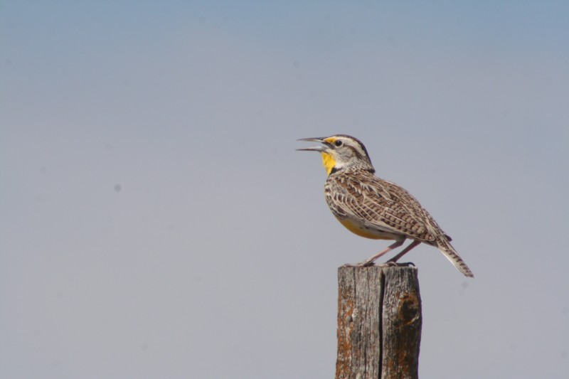 Eastern Meadowlark