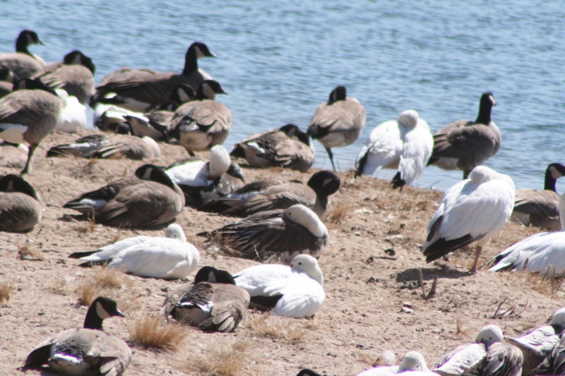 Canada & Snow geese