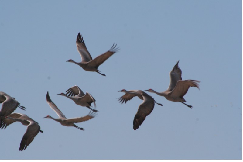 Sandhill Cranes<br>Central Nebraska<br>March, 2008