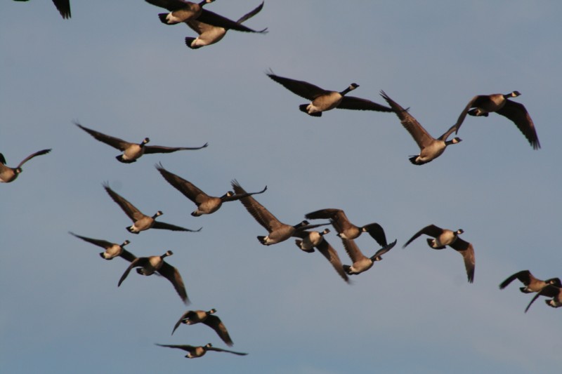 Canada geese