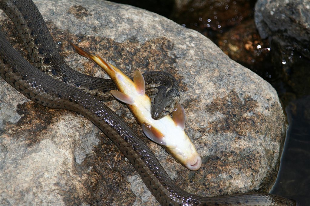 Water Snake