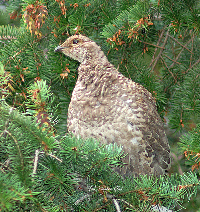 Blue Grouse