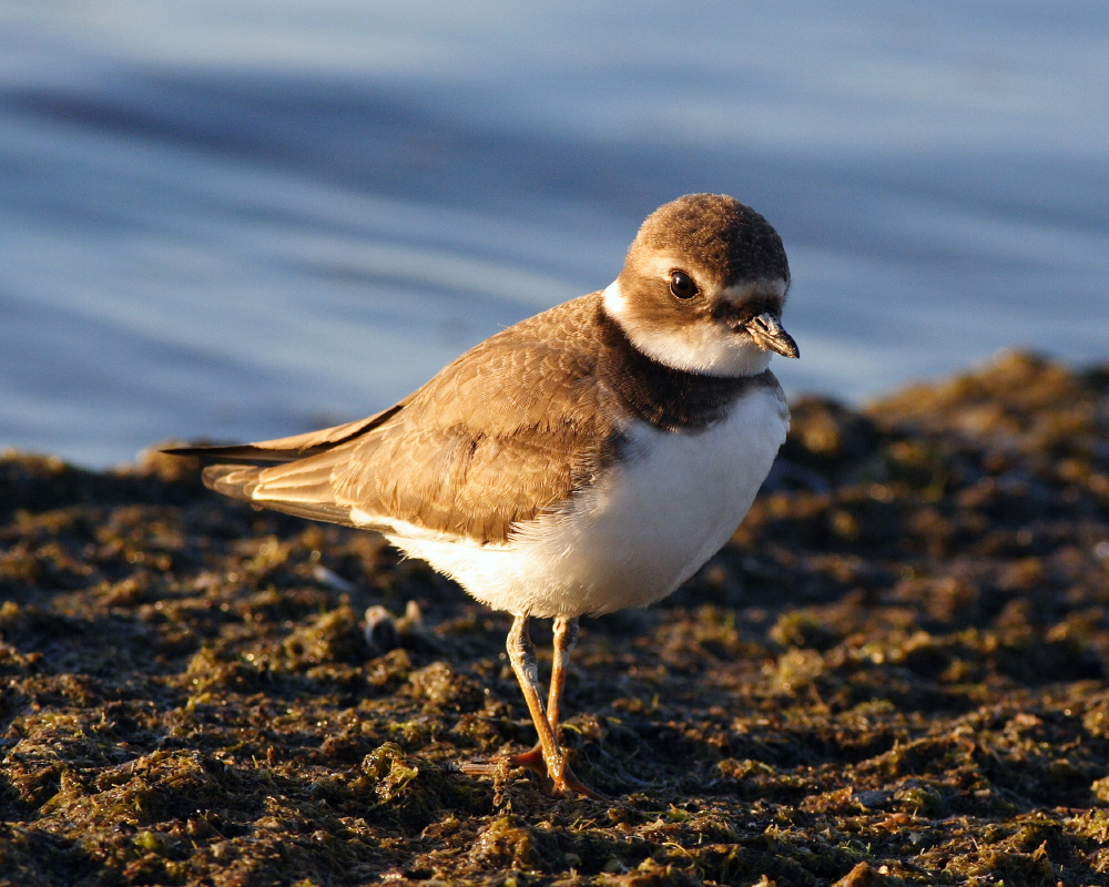 Semi-palmated Plover