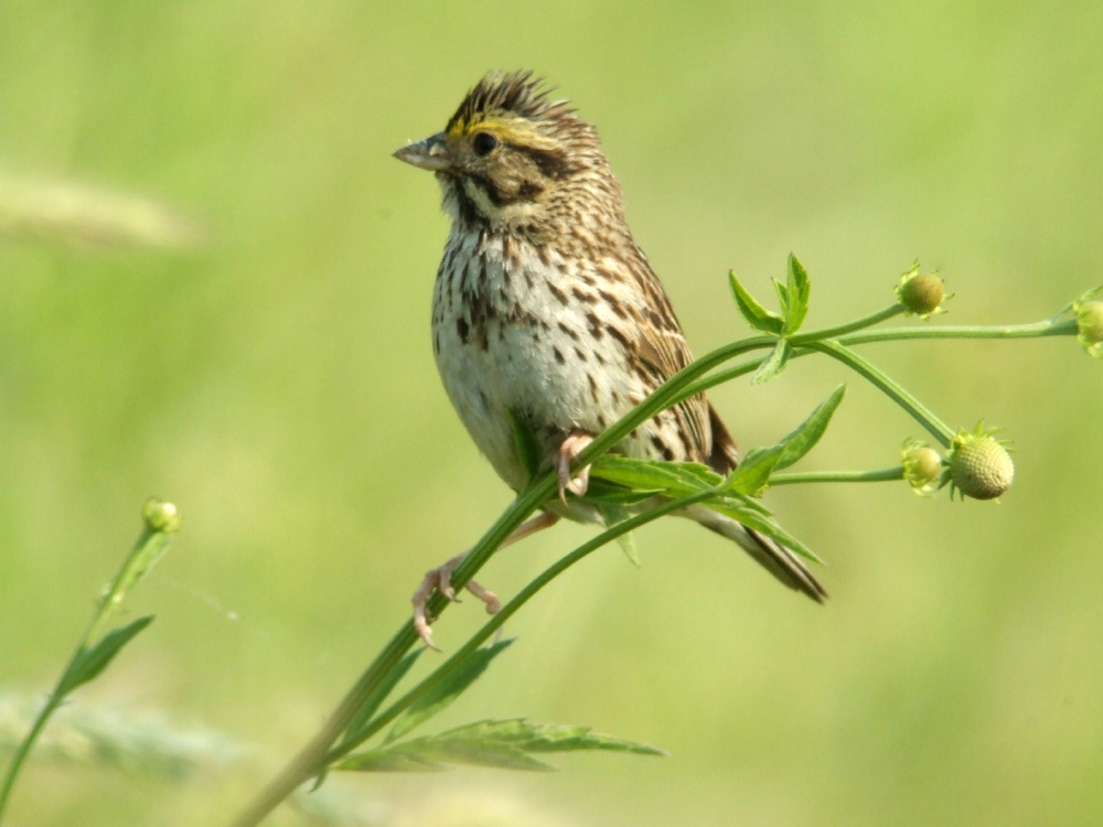 Savannah Sparrow