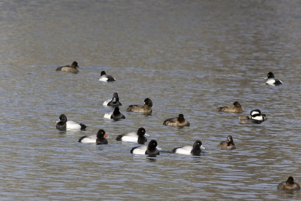 Lesser Scaup