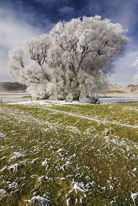 Hoarfrosted tree, Central Otago, New Zealnd