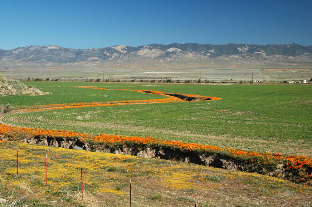 Antelope Valley Z poppy DSC_0036.jpg