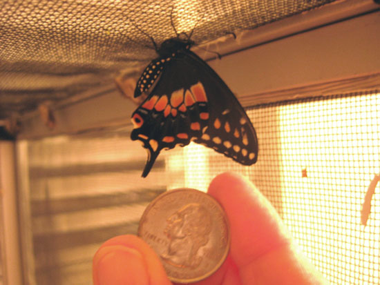 Mini Black Swallowtail 1
