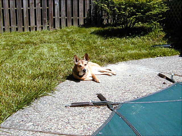 Taco liked to sunbathe.  Shed lay on the stone deck  whenever the sun was shining.