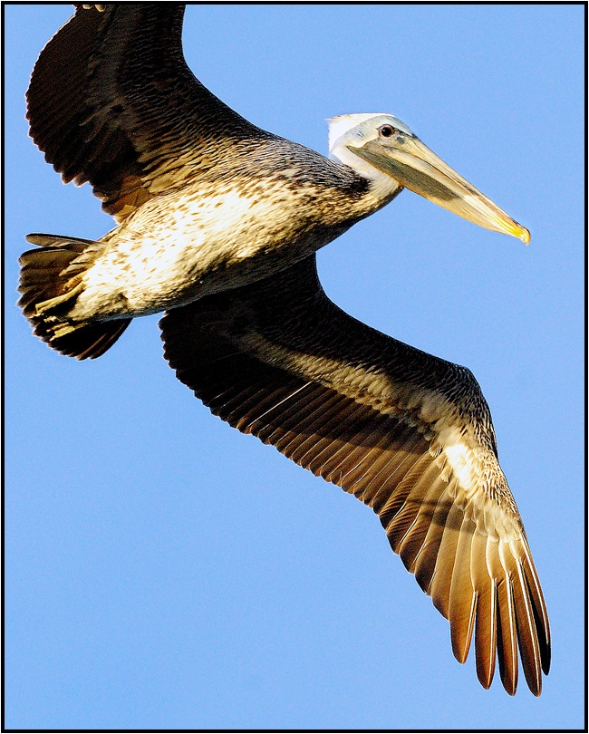 Brown Pelican