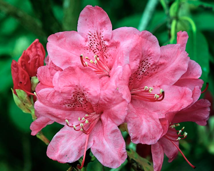 Rhodo #2