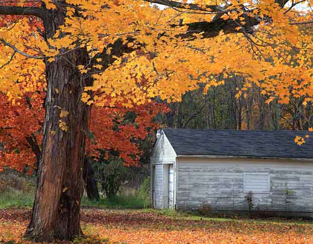 Fall Day #4