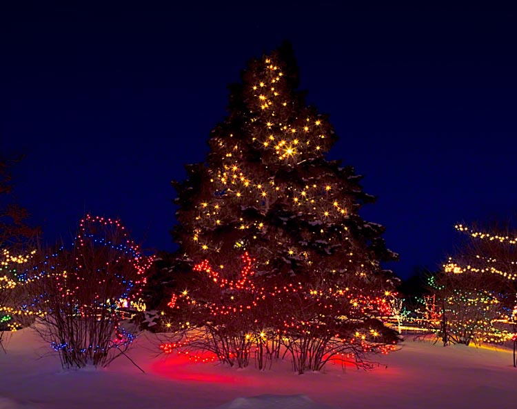 Tree1