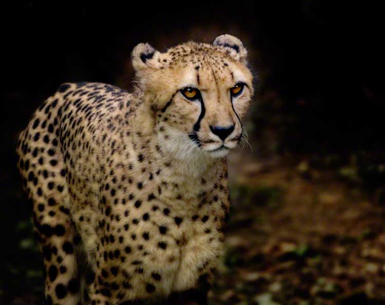 cheetah 2.jpg