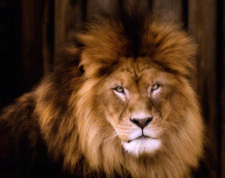 lion 1.jpg
