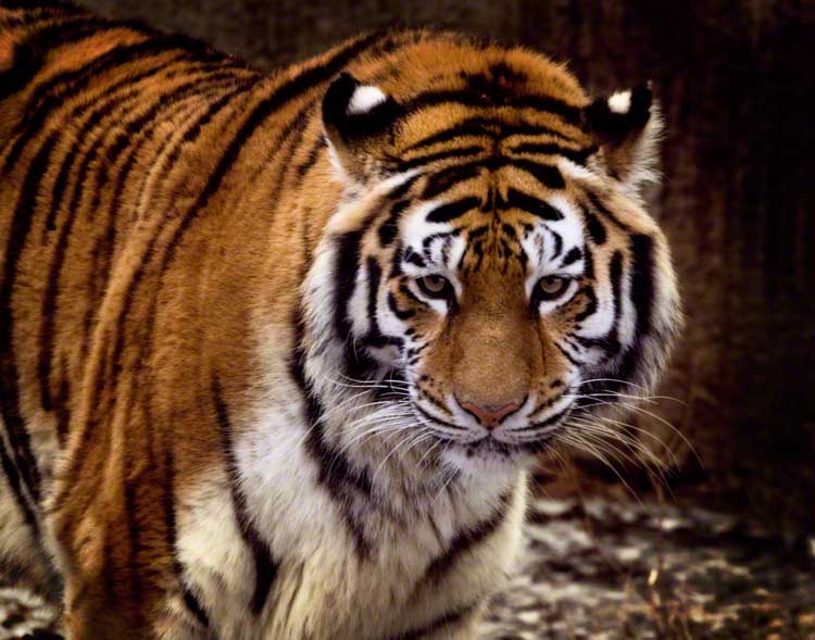 tiger 5 .jpg
