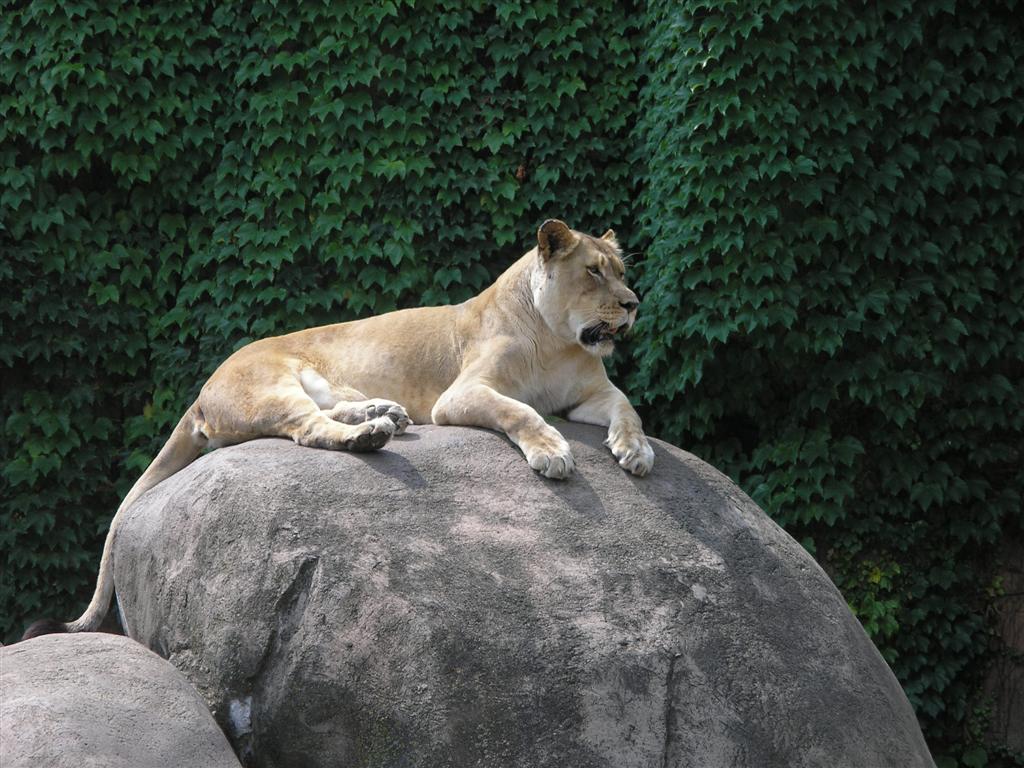 Lincoln Park Zoo