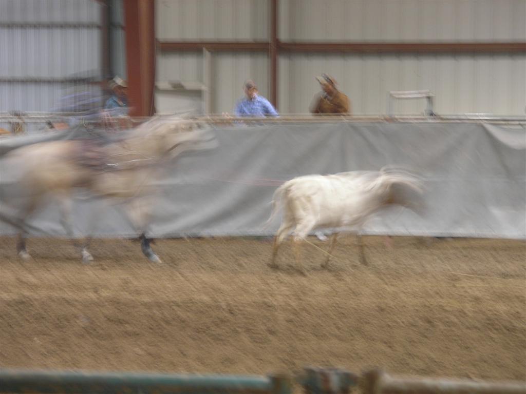 Calf Roping