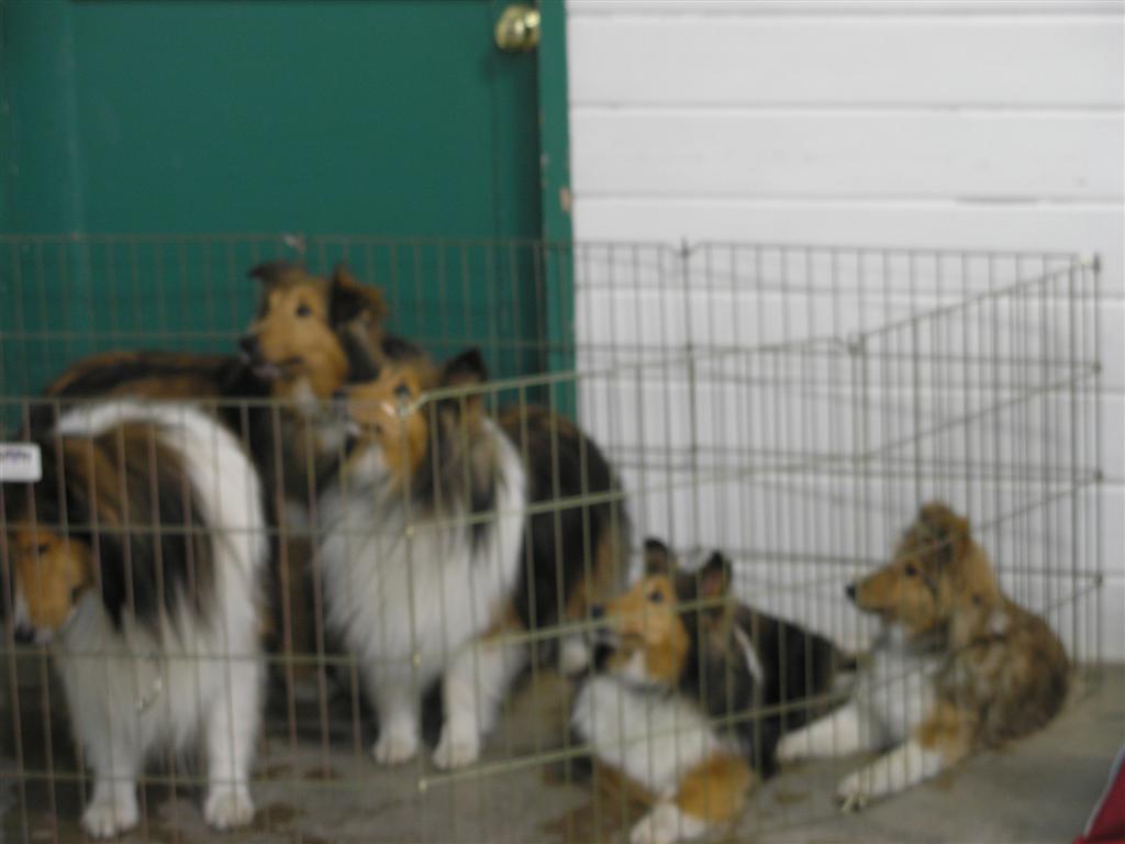 Shelties waiting their turn