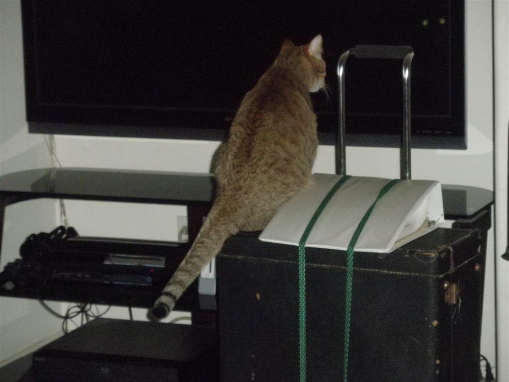 Cat guards Rolfs accordion