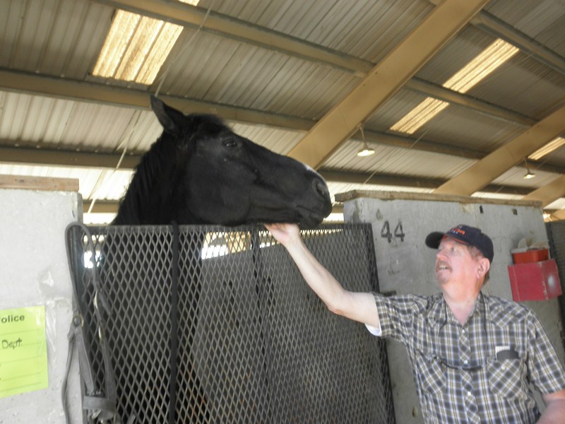 Huge Mounted Police Horse