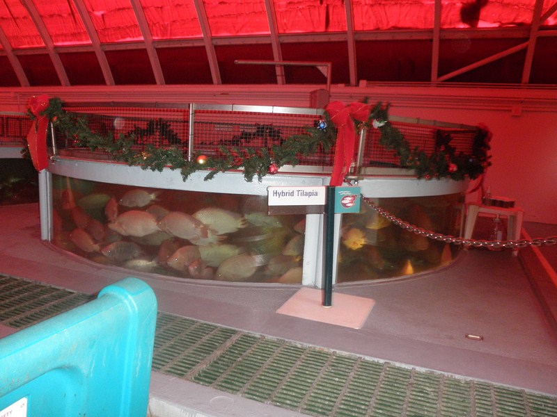 Disney Orlando Day  4 - Epcot
