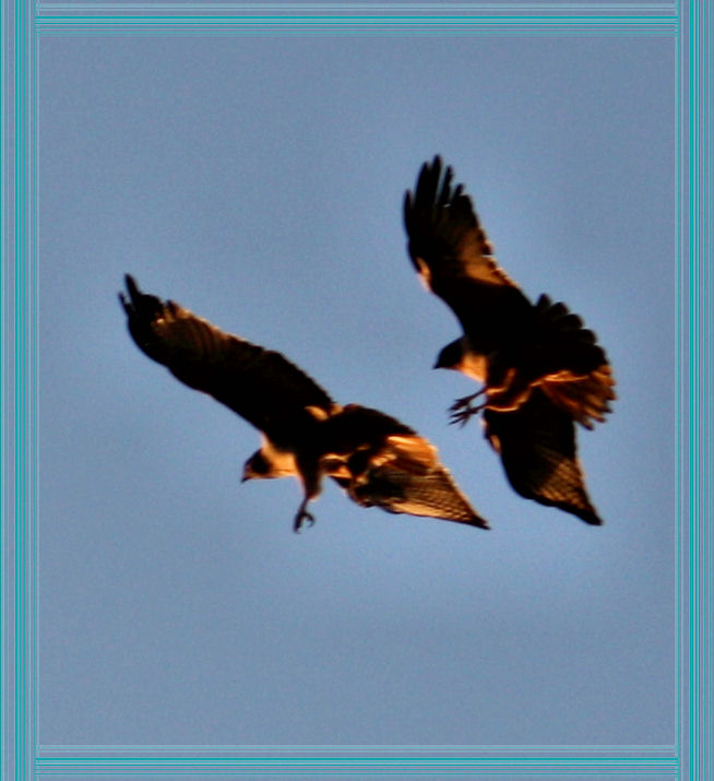 Red Tailed Hawks in the Sunset