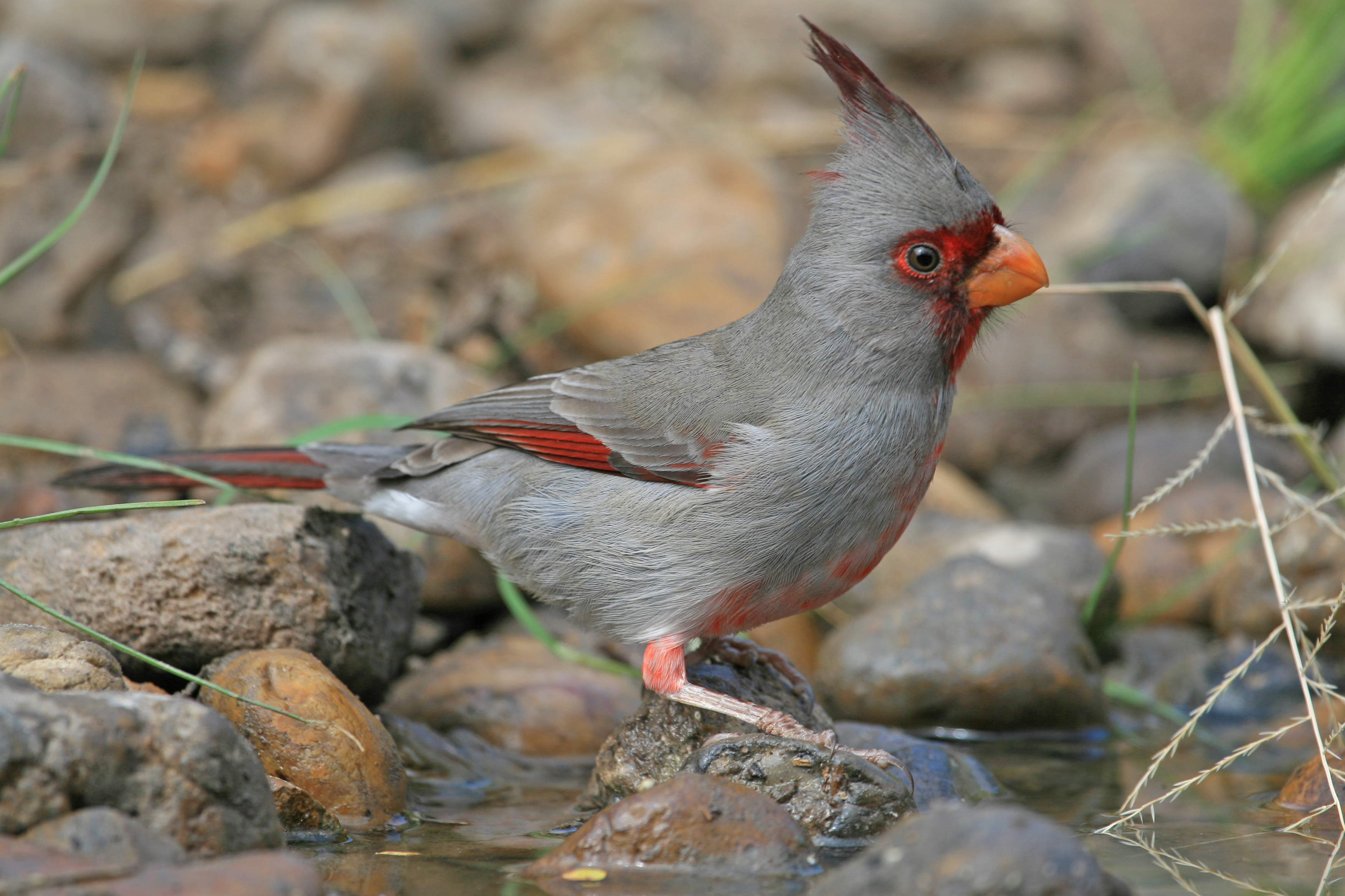 Pyrrhuloxia